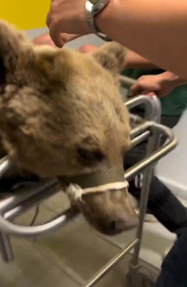 Hastanelik olan Ayı Okan sağlığına kavuştu İsmi nereden geliyor İşte o komik hikaye