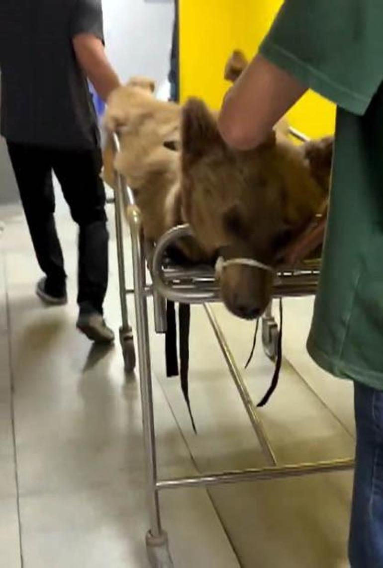 Hastanelik olan Ayı Okan sağlığına kavuştu İsmi nereden geliyor İşte o komik hikaye