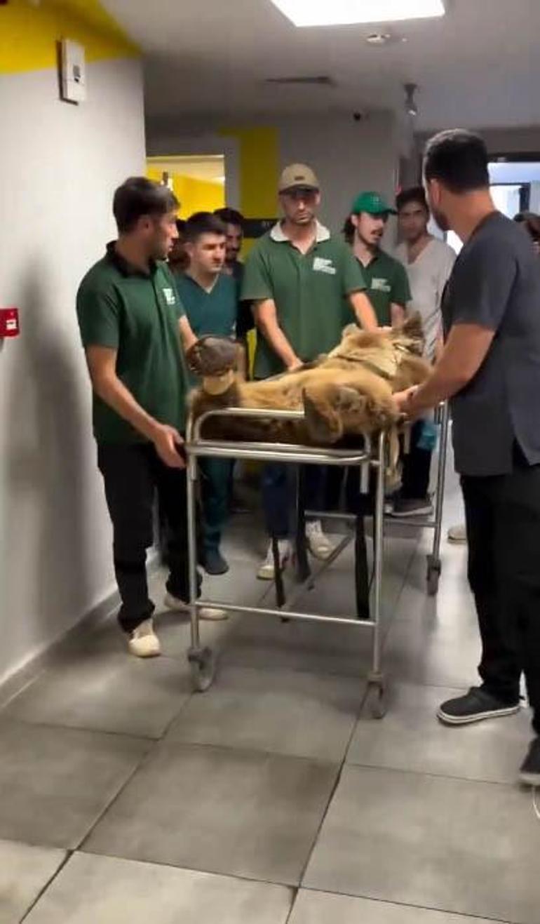 Hastanelik olan Ayı Okan sağlığına kavuştu İsmi nereden geliyor İşte o komik hikaye