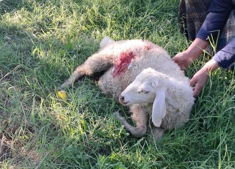 Erzincanda başıboş köpek vahşeti: 6 kuzu telef oldu
