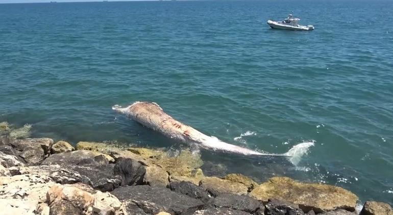  Bilimsel kazıyla çıkarılacak...