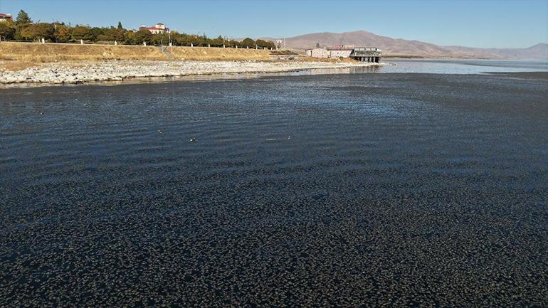 Van Gölünün kıyıya yakın bazı noktaları yosun bağladı