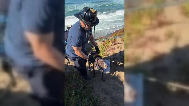 Film gibi anlar Mahsur kalan köpek böyle kurtarıldı