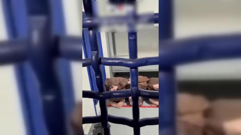 BM: İşkence raporları “şoke edici | İsrail Filistinli tutuklulara nasıl davrandı