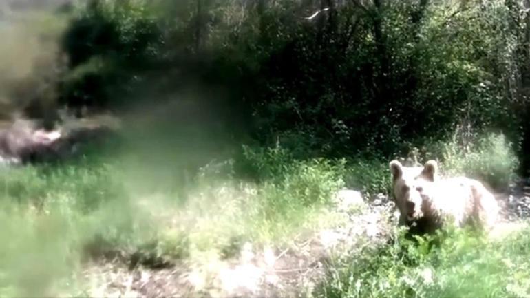 Ormanda yavrularıyla gezen ayı, fotokapana saldırdı