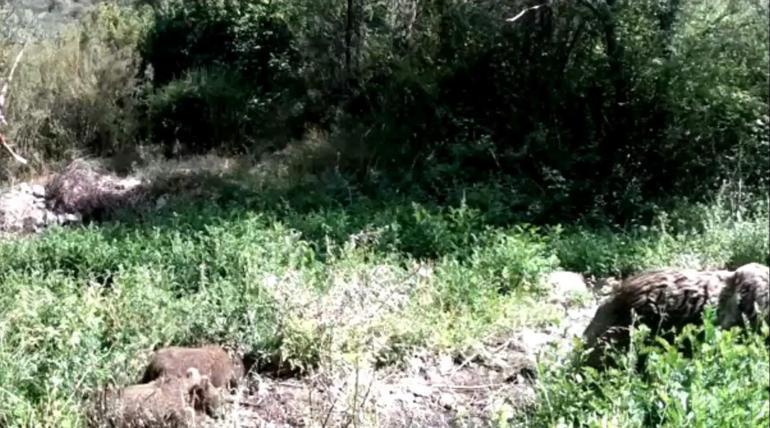 Ormanda yavrularıyla gezen ayı, fotokapana saldırdı