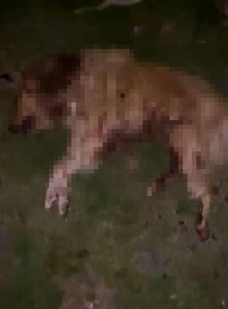 Samsunda kan donduran olay 9 köpek silahla vurulmuş halde bulundu