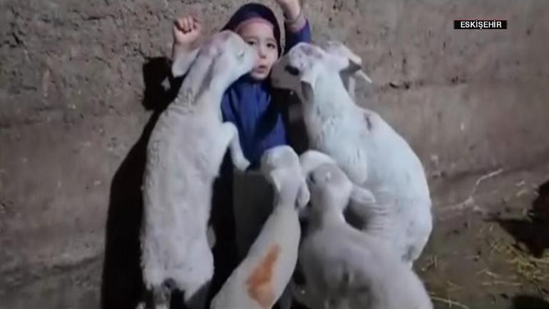 Yusuf Alpin kuzularla zorlu imtihanı