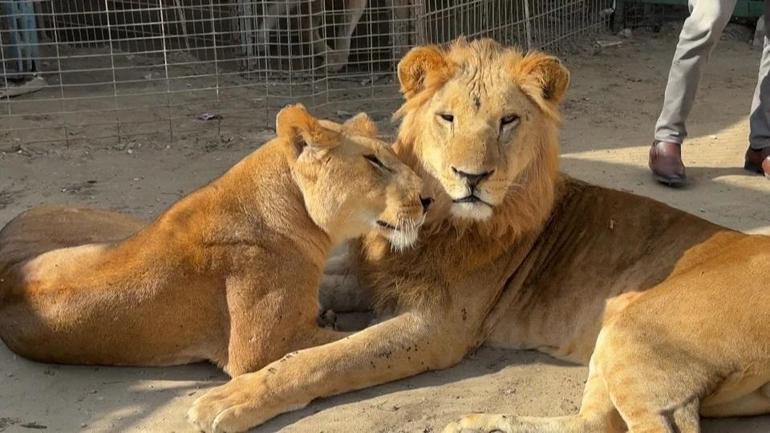 Gazzede veterinerden zorunlu hamle: Hayvanları kurtarmak için insan ilacı kullanıldı