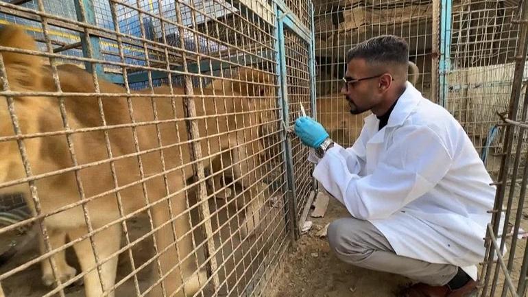 Gazzede veterinerden zorunlu hamle: Hayvanları kurtarmak için insan ilacı kullanıldı