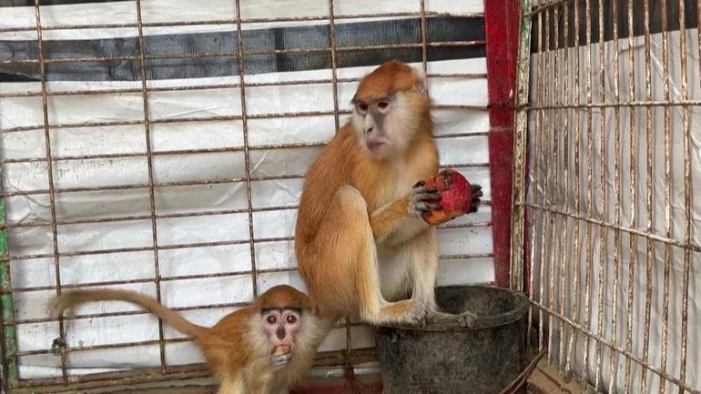 Gazzede veterinerden zorunlu hamle: Hayvanları kurtarmak için insan ilacı kullanıldı