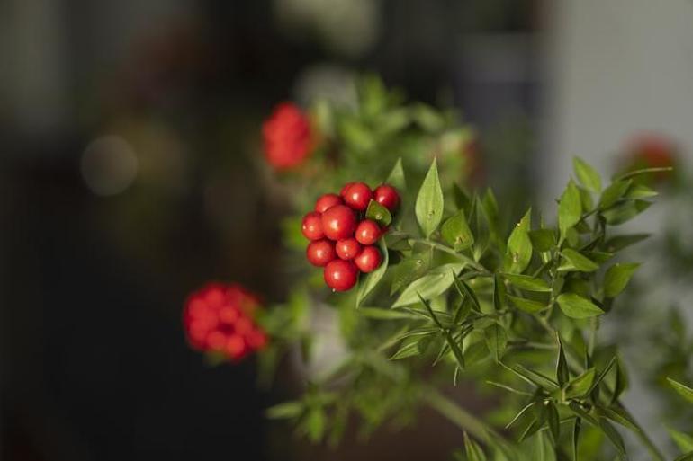 Yalnızca Aralıkta satılıyor: Fiyatları 500 TLden başlıyor