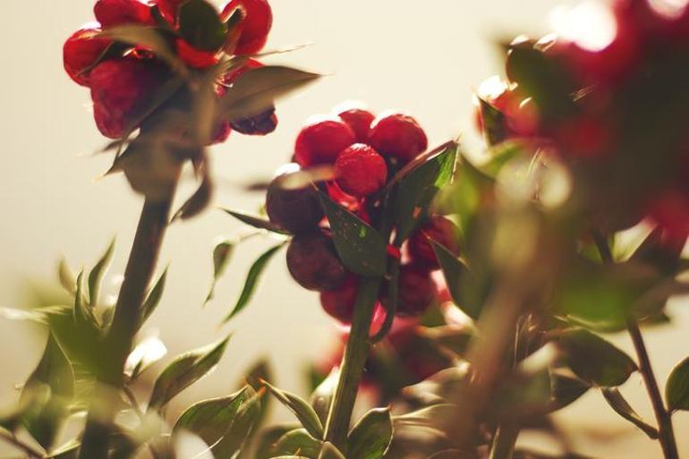 Yalnızca Aralıkta satılıyor: Fiyatları 500 TLden başlıyor