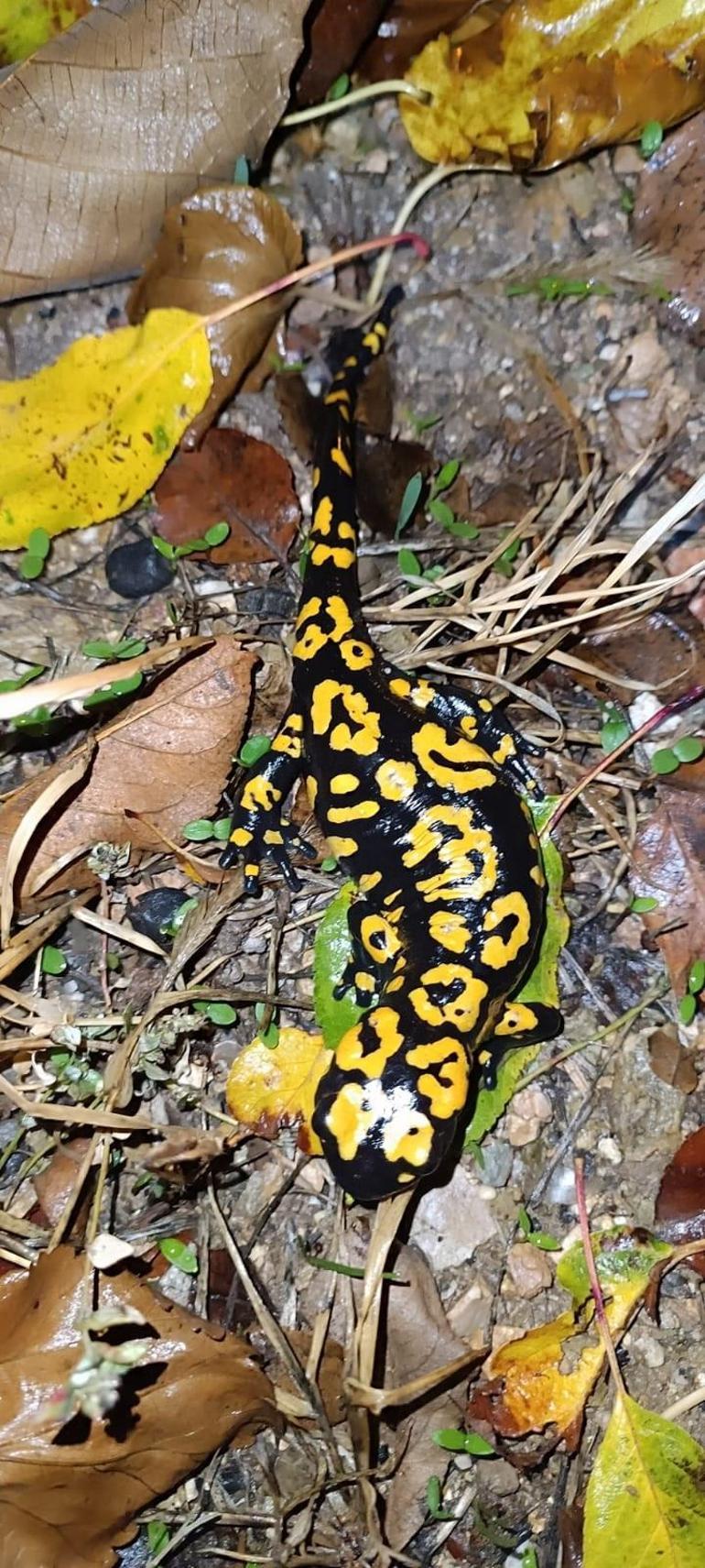 Nesli tehlike altındaki benekli semenderler Erzincanda görüntülendi