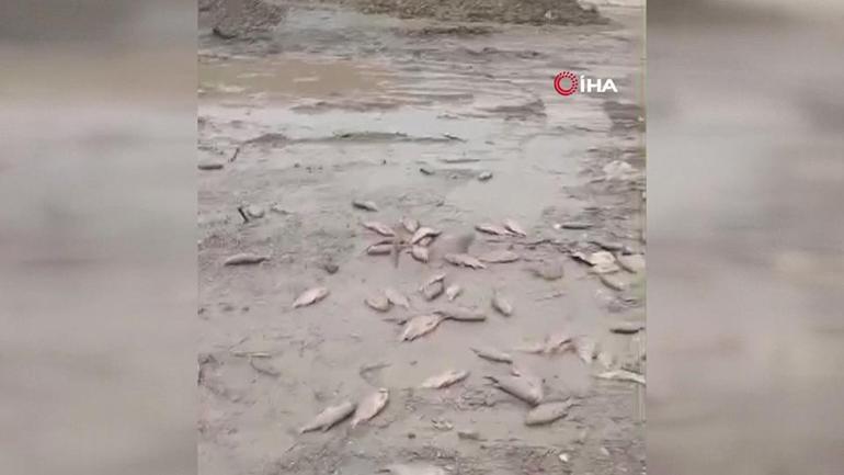 İBB döküm sahasına çevirdiği gölde balıklar can çekişiyor