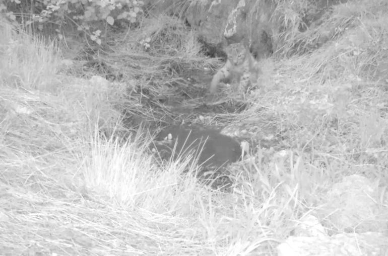  Yavru vaşaklar doğal ortamında görüntülendi