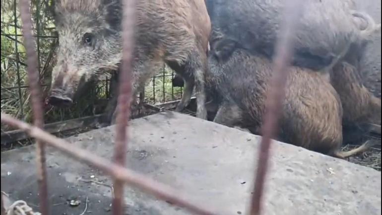 Kaçak avcılara soruşturma