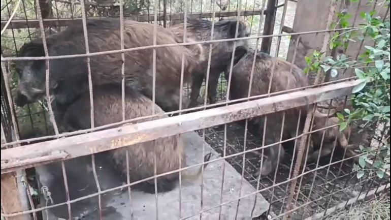 Kaçak avcılara soruşturma