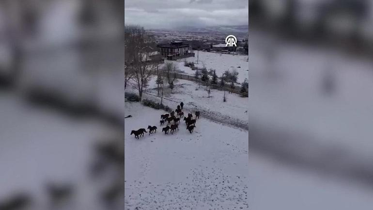 Doğada yemek bulamayan yılkı atları böyle görüntülendi