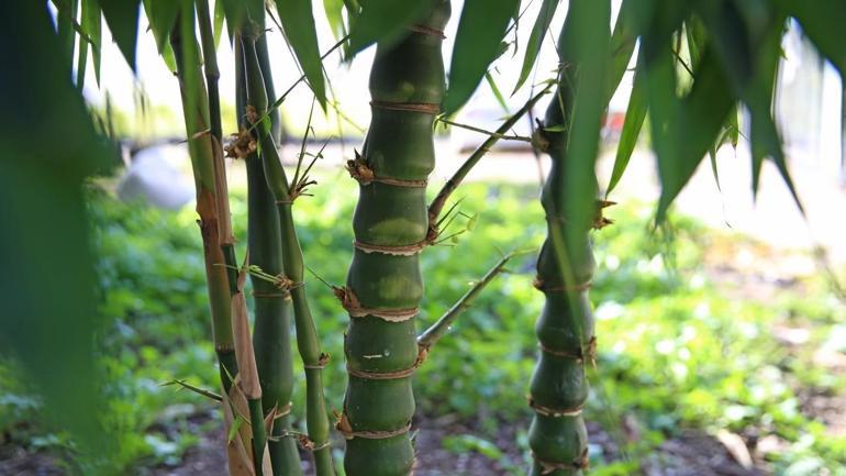 Bilim insanlarından şaşırtan açıklama: Bambu süper gıda olabilir