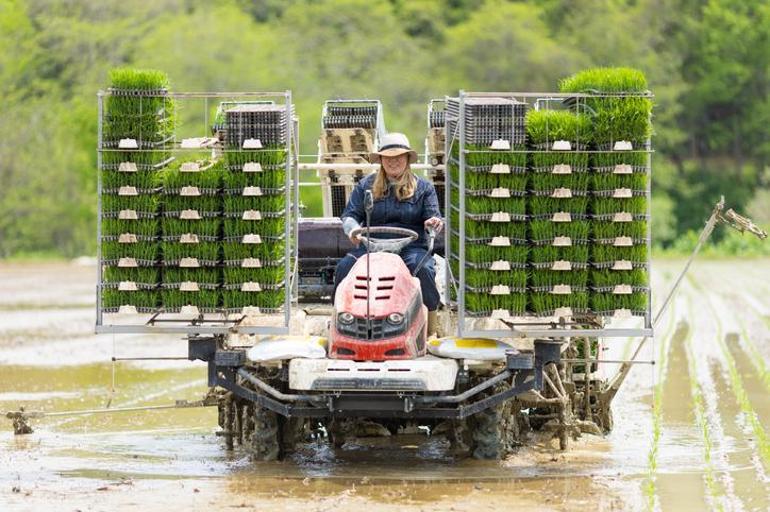 ABD’den Türkiye’ye aynı sorun Depodaki pirinç yük oldu... Çiftçi çıkış arıyor