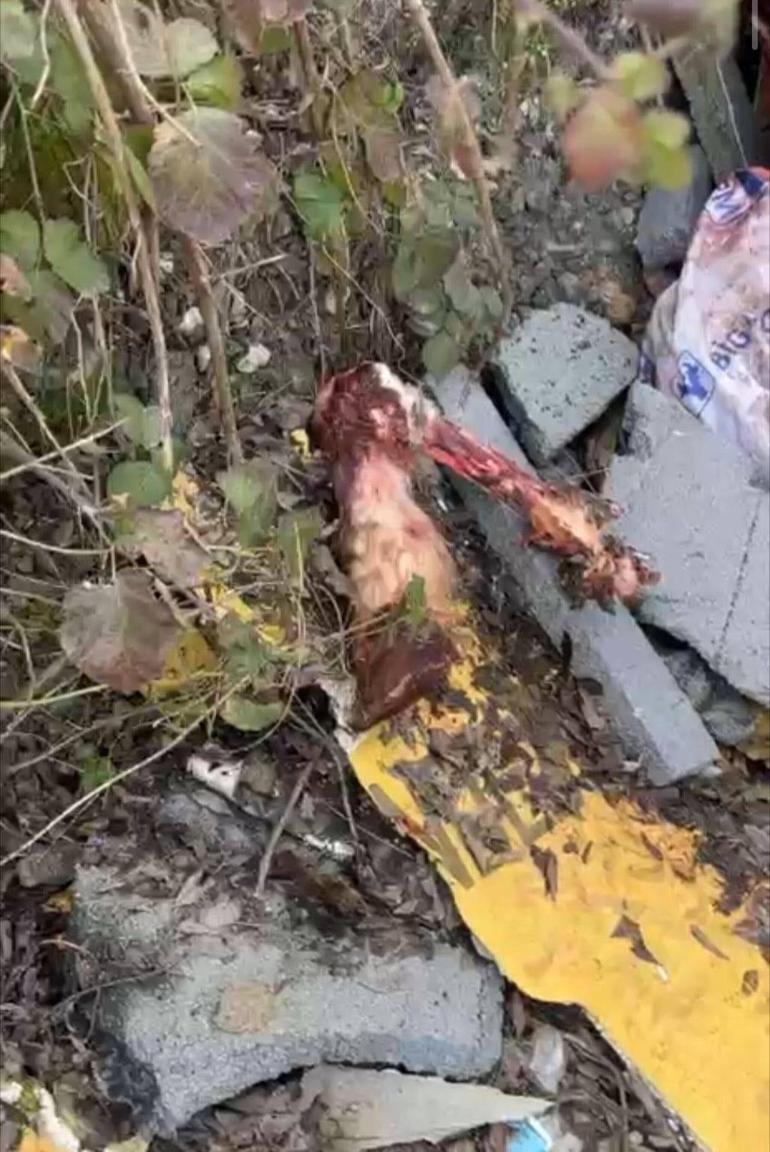 At kestikleri öne sürülen 2 şüpheli, operasyonla yakalandı