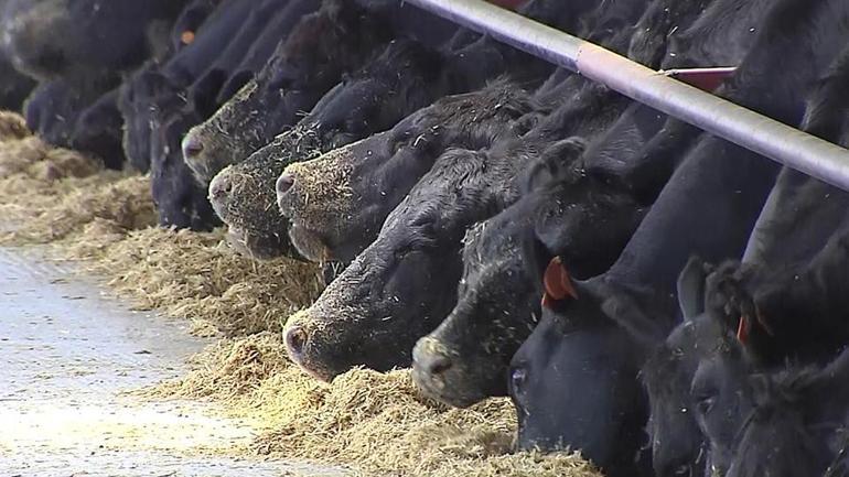 Artan yem ve buğday fiyatına önlem