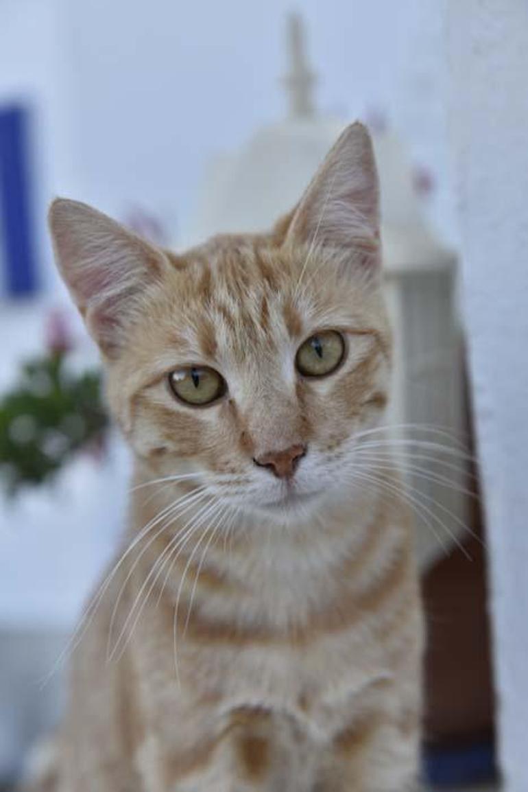 İstanbulun Kedileri