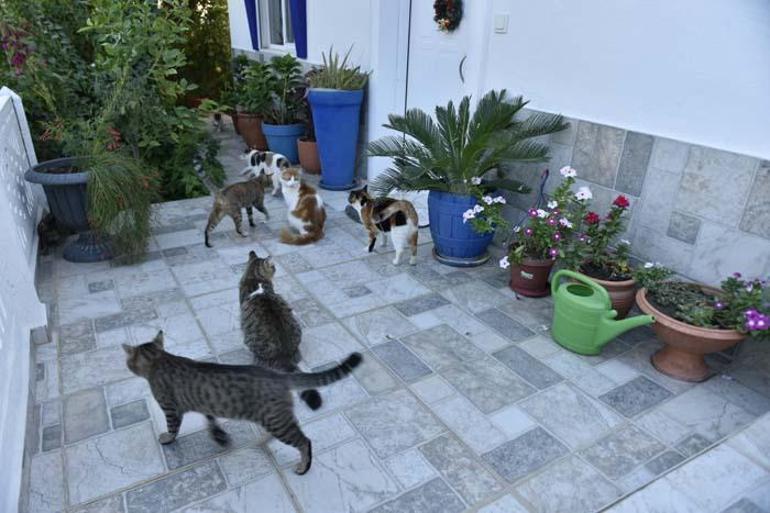 İstanbulun Kedileri