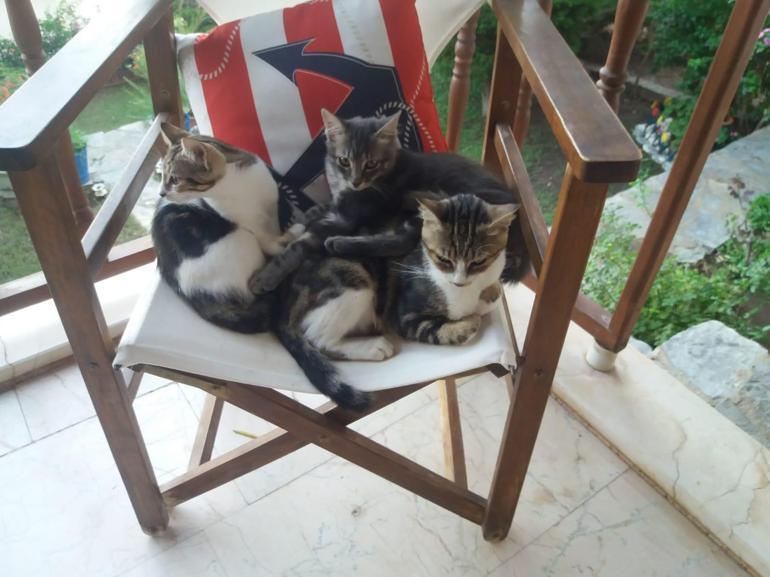 İstanbulun Kedileri