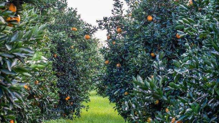 Kilosu 15 TL C vitamini deposu Bağışıklığı güçlendiriyor, enerji verip yorgunluğu azaltıyor