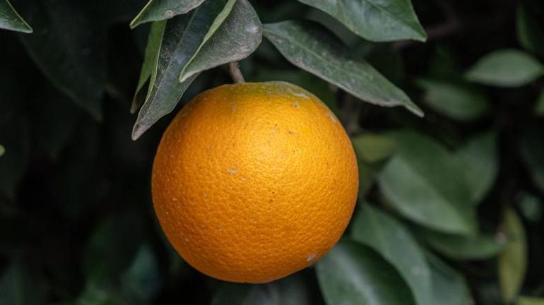 Kilosu 15 TL C vitamini deposu Bağışıklığı güçlendiriyor, enerji verip yorgunluğu azaltıyor