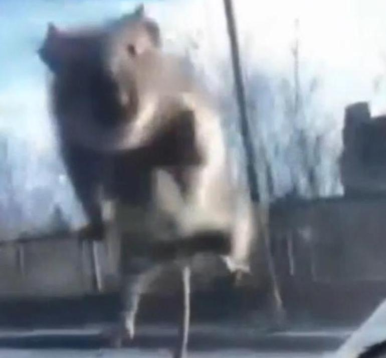  Seyir halindeki araca fare atladı