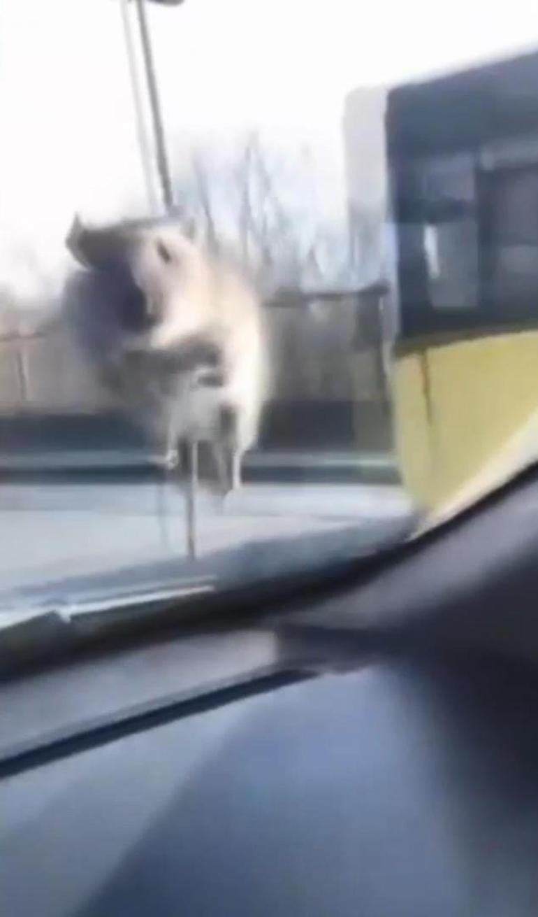  Seyir halindeki araca fare atladı