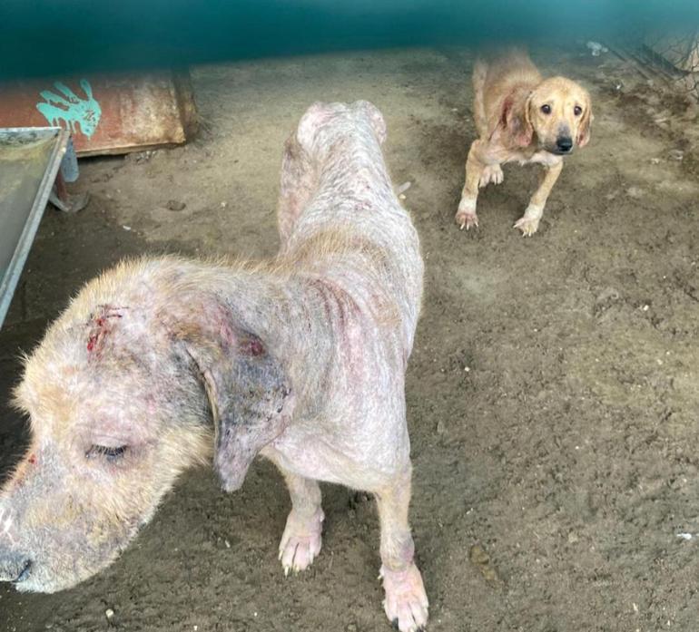 Antalyada barınaktaki tepki çeken görüntülere soruşturma