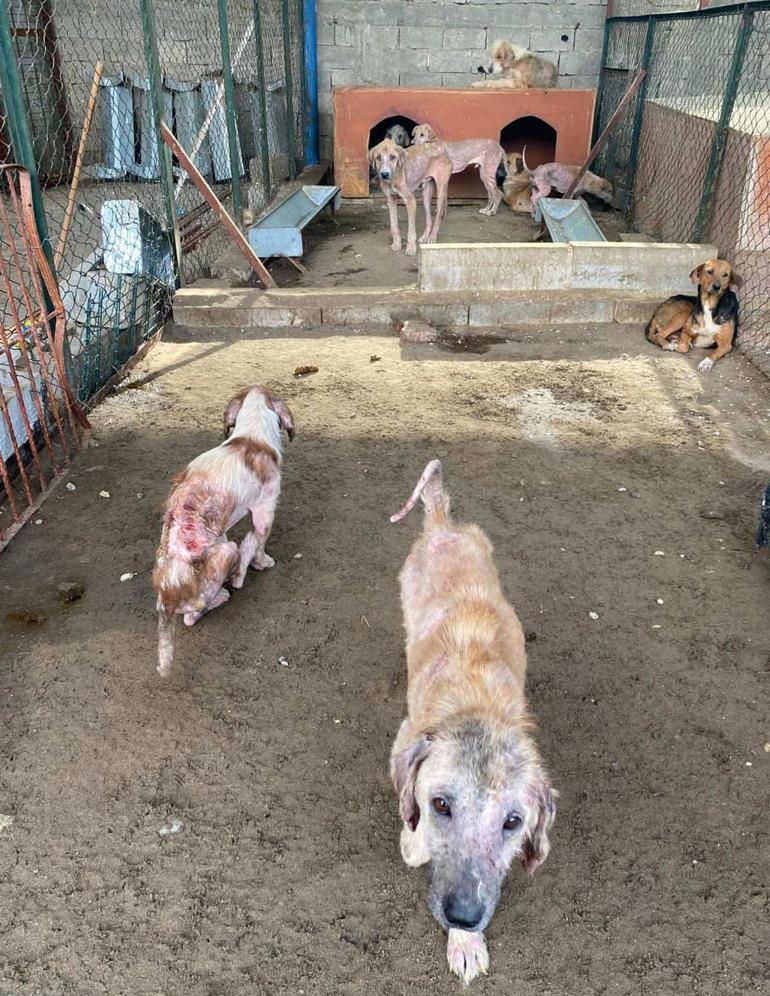 Antalyada barınaktaki tepki çeken görüntülere soruşturma