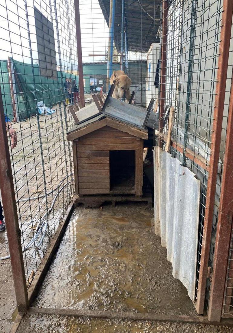 Antalyada barınaktaki tepki çeken görüntülere soruşturma