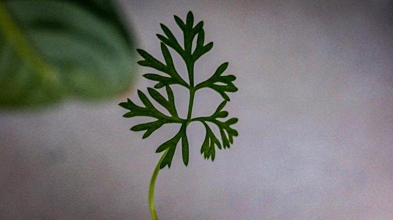 1. Cemre Ne Zaman Düşecek Havaya, Suya ve Toprağa Düşeceği Tarihler Neler 2026 Cemre Takvimi ve İlk Cemrenin Düşeceği Yer