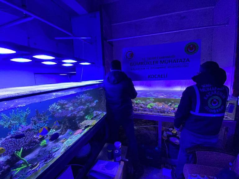 Ticaret Bakanlığı 85 binden fazla canlı hayvan ele geçirdi