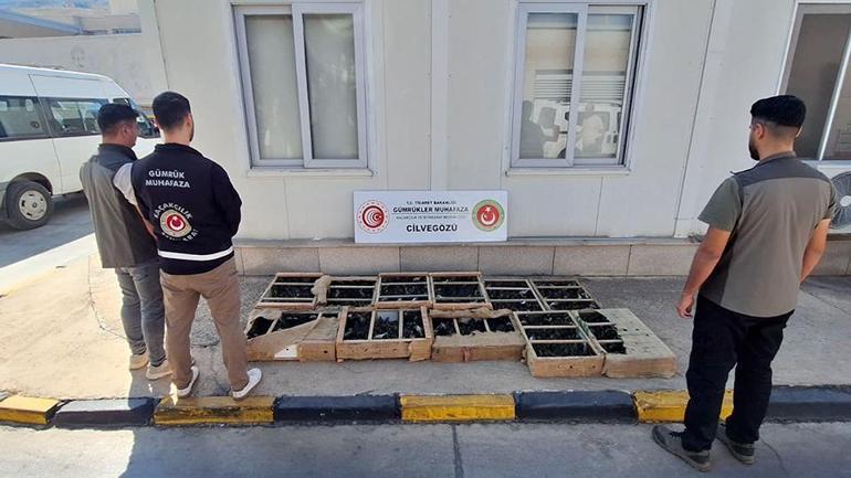 Ticaret Bakanlığı 85 binden fazla canlı hayvan ele geçirdi