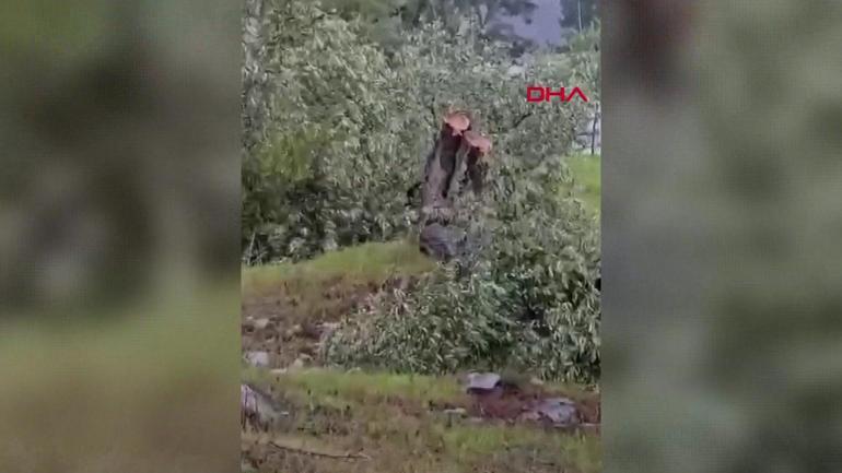  100 yıllık ağaçların kesilmesi CHP’ye serbest mi