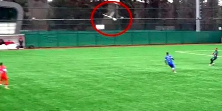 Maç esnasında top çarpan martıya kalp masajı