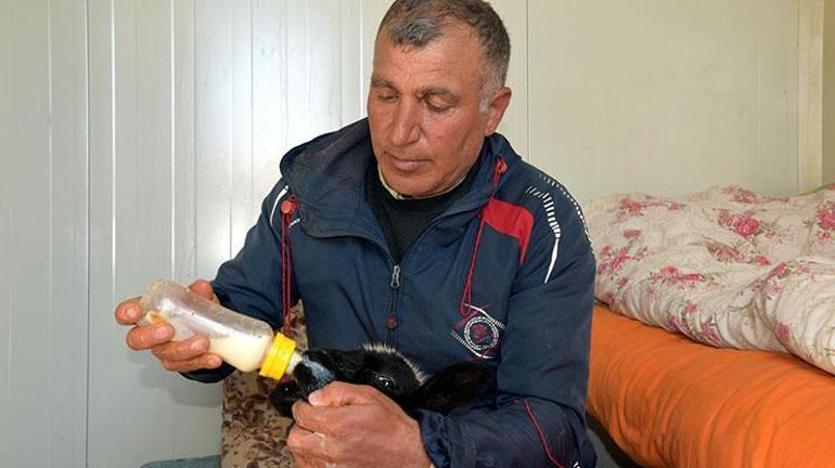 Annesi ölen 20 günlük kuzuyu evinde biberonla besliyor