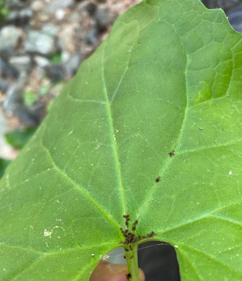 Kaz Dağlarında yeni bir böcek türü keşfedildi