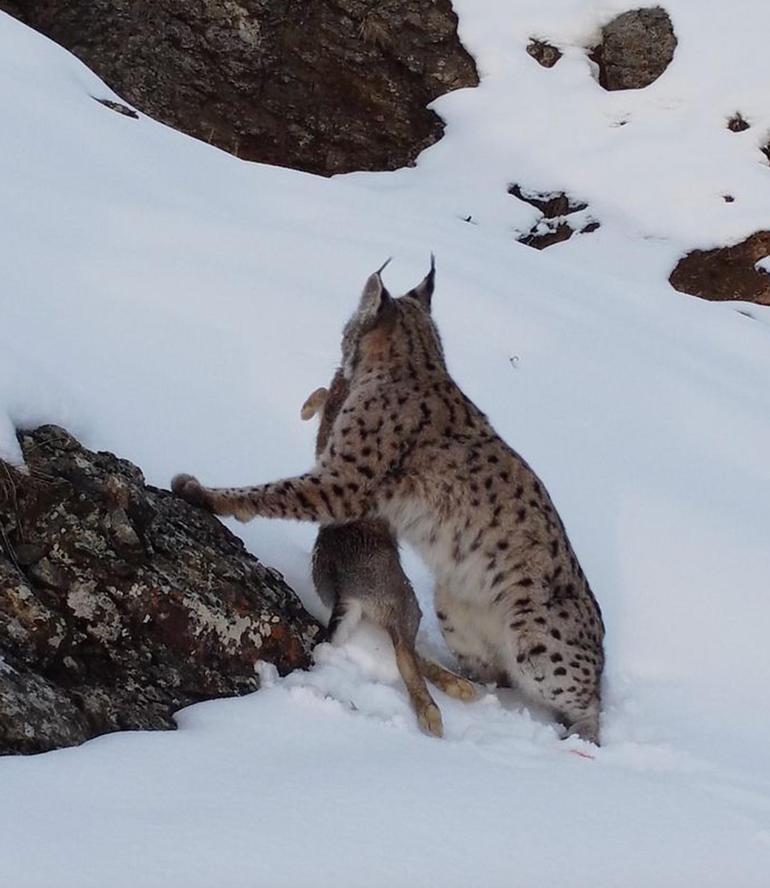  Erzincan... Vaşağın tavşan avı kamerada