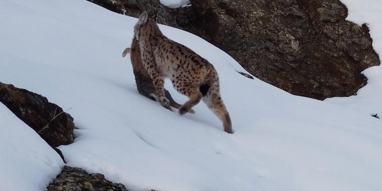  Erzincan... Vaşağın tavşan avı kamerada