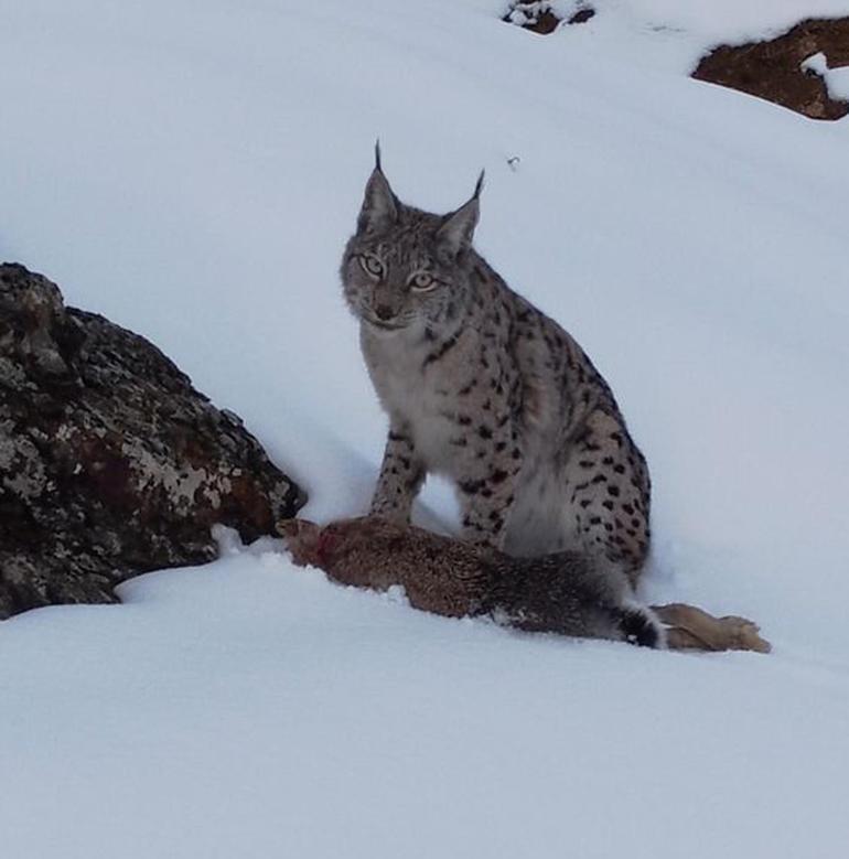  Erzincan... Vaşağın tavşan avı kamerada