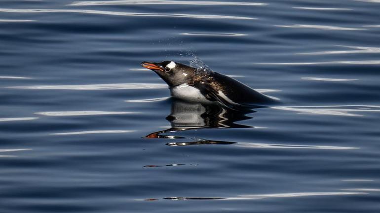  Hedef Antarktika’da kalıcı Türk Bilim Üssü kurmak
