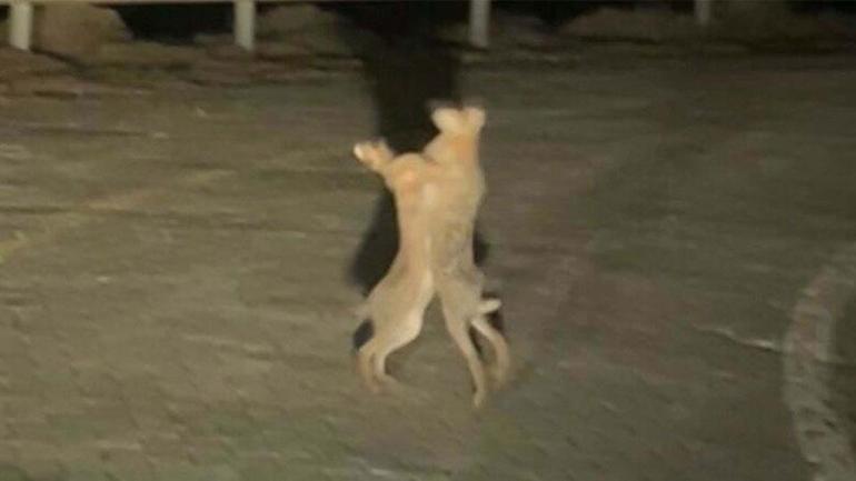 Tavşanların kavgası kamerada