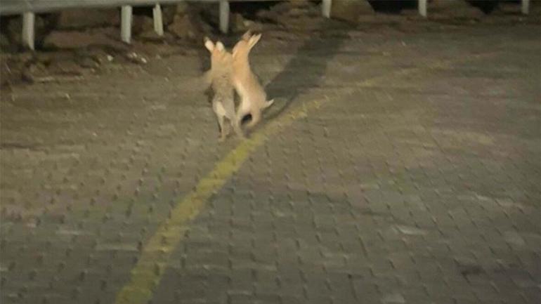 Tavşanların kavgası kamerada